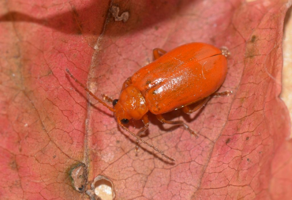 Chrysomelidae: Aulacophora foveicollis